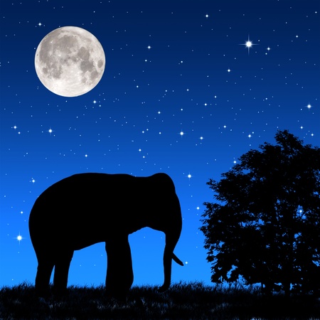 Shadow elephant tricky at night の写真素材