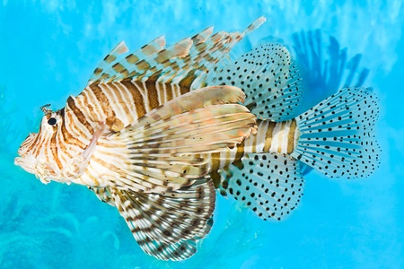 Lionfish の写真素材