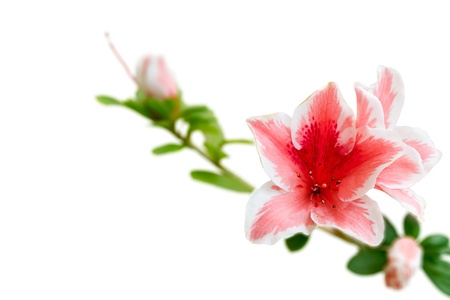 Pink flowersの写真素材