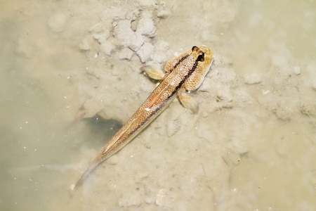 Mudskipper の写真素材