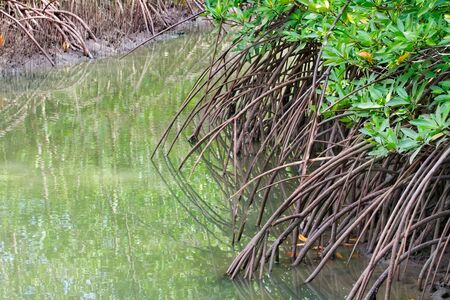 Mangrove forest の写真素材