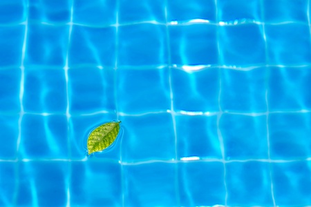 Leaves on pool の写真素材