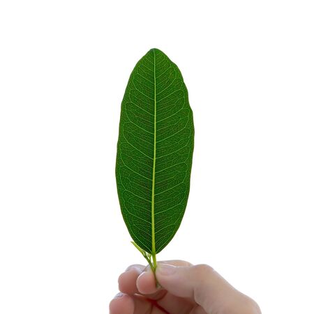 Handle leaves 