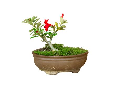 Plumeria jardiniere の写真素材