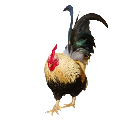 Chicken 