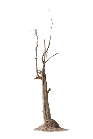 tree of deathの写真素材