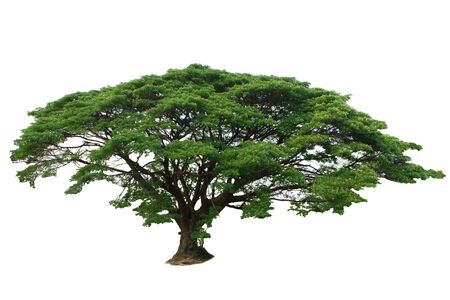 Trees の写真素材