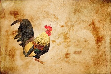 Old paper grunge,chicken の写真素材