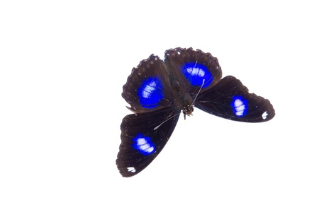 Dead butterflies の写真素材