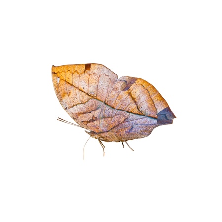 Butterfly Leaf の写真素材