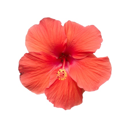 Hibiscus flowers の写真素材