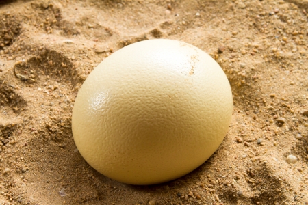 Ostrich eggs の写真素材