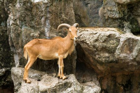 Mountain goats の写真素材