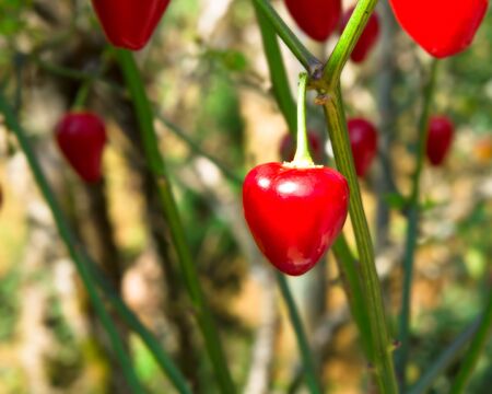 Pepper の写真素材