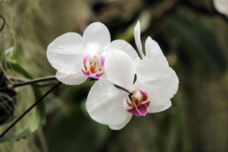 Beautiful orchid flower of  Phalaenopsisの写真素材