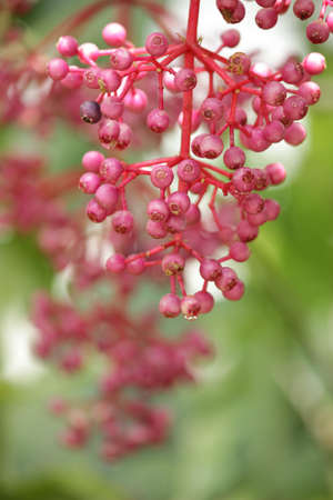 Melampodium paludosumの写真素材