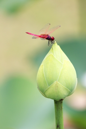 dragonfly on a lotusの写真素材