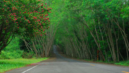 forestの写真素材
