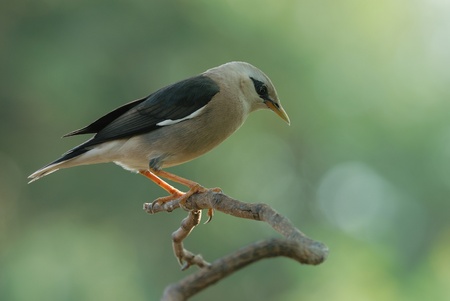 vinous-breasted starling Bird of Thailandの写真素材