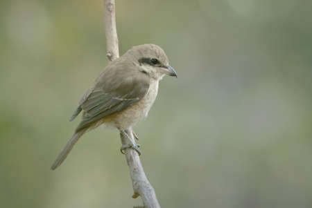 Brown Shrike Bird of Thailandの写真素材