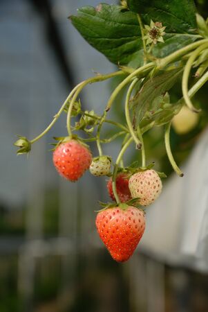 Bunch of Strawberries in the farmの写真素材