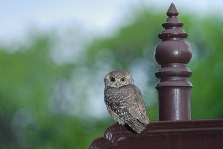 Spotted owlet bird of asiaの写真素材