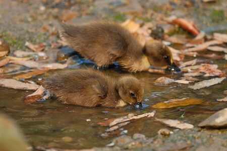Little Duck seek a livelihood