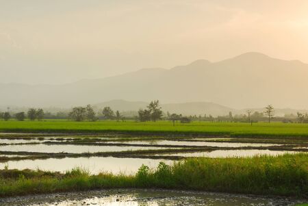 Rice field in sunset backgroundの写真素材