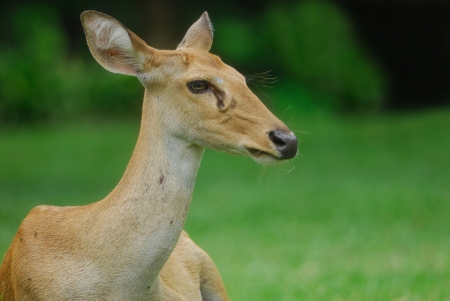 Deerの写真素材