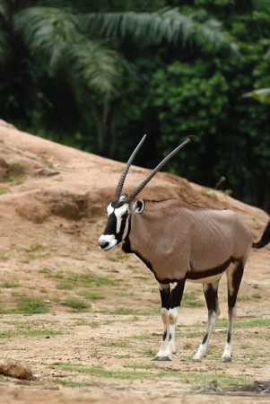 gemsbok, or oryxの写真素材