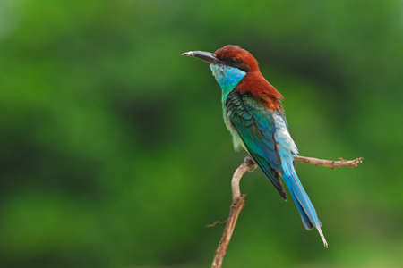 Blue-throated Bee-eater catch on perchの写真素材
