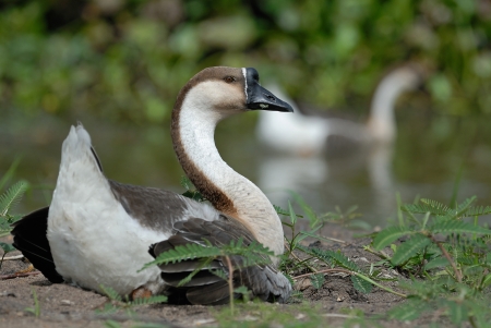 Goose or Gander relax on landの写真素材
