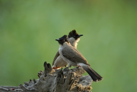 Sooty-headed bulbul bird of Thailandの写真素材