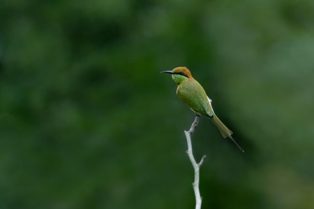 Green Bee - eater catch on perch in green backgroundの写真素材