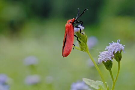 Bug Lohita grandis Thailandの写真素材