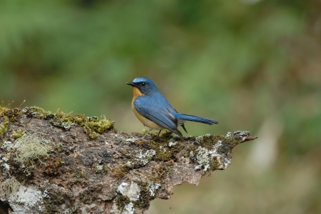 Hill blue flycatcher Bird of Thailandの写真素材