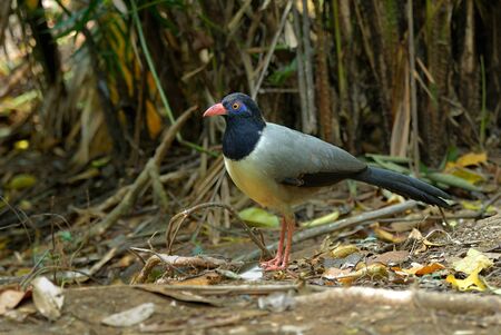 Coral-billed Ground-Cuckooの写真素材
