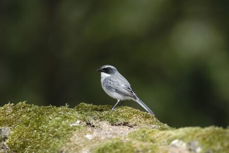 Grey Bushchat