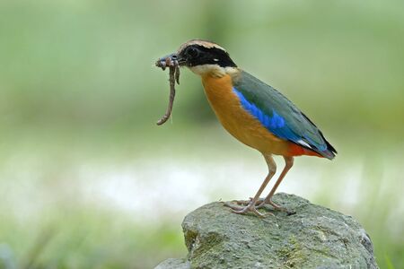 Blue wing pittaの写真素材