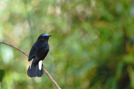 White-tailed Robin