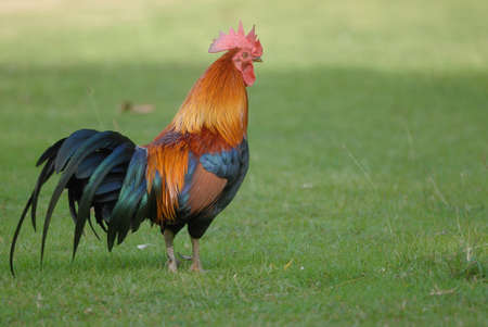 A brightly colored cockerel in a field state at thailand green backgroundの写真素材