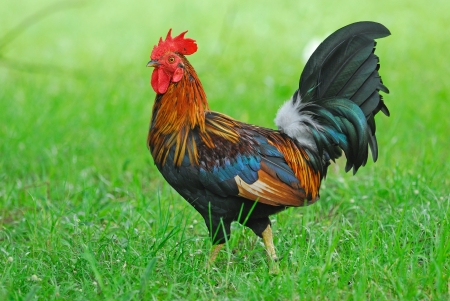 A brightly colored cockerel in a field state at thailand green backgroundの写真素材