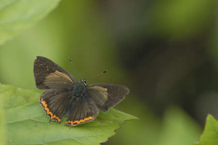 Butterfly of Thailand  Indian Purple Sapphire の写真素材