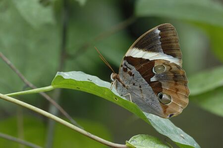 Butterfly Tufted Jungleking resident in Thailand on green backgroundの写真素材