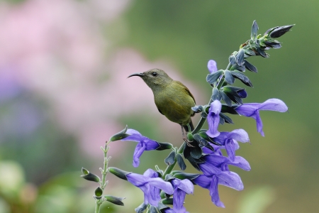 Black throated sunbird with violet flowerの写真素材