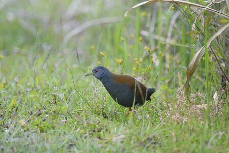 Black-tailed Crake Bird of Thailand lived in Chiangmai の写真素材