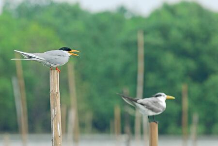 River turn   Bird of thailandの写真素材