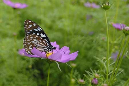 Butterfly with purple flowerの写真素材