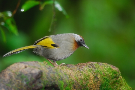 ird name is Chestnut-crowned Laughingthursh  For this name change to Silver-eared Laughingthursh  LivedBird in Doi Inthanon Natural Park, Chiangmai ,Thailandの写真素材