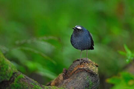 Bird name White-browed Shortwing bird of Thailand Male ,Juvenile ,Male ,Doi Inthanon Natural Park ,Chiangmai ,Thailandの写真素材